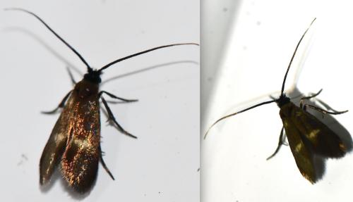 Réf. 342 983 : Cauchas fibulella